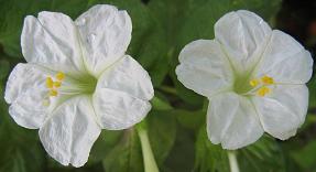 Mirabilis jalapa