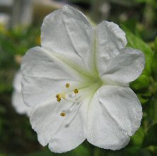 Mirabilis jalapa