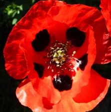 papaver ladybird