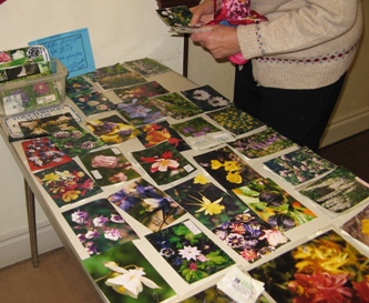 Seeds are displayed on the backs of photographs at Touchwood talks.