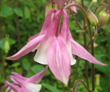 pink and white aquilegia at touchwood