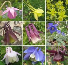Mix of species aquilegia from Touchwood Seeds