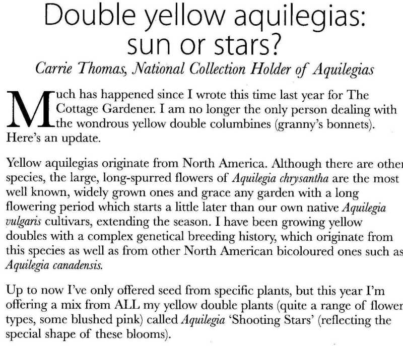 cottage garden society feature article yellow double aquilegia granny's bonnets columbine touchwood
