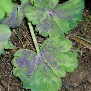 Columbine leaves turning purple